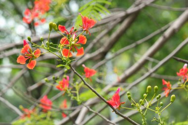 Kırmızı çiçek ile Royal poinciana ağacı