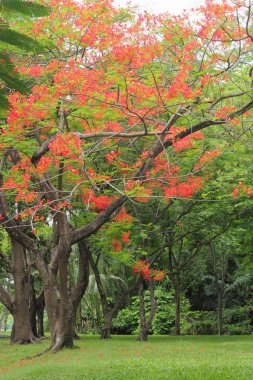 Sonbahar orman ağaçları. doğa yeşil ahşap güneş ışığı arka planı.