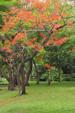 Sonbahar orman ağaçları. doğa yeşil ahşap güneş ışığı arka planı.