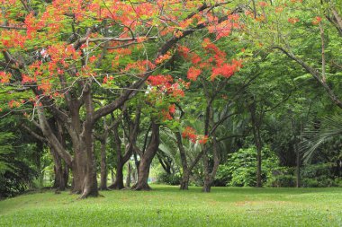 Sonbahar orman ağaçları. doğa yeşil ahşap güneş ışığı arka planı.