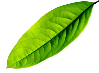 Yeşil yaprak. Bir beyazda izole edilmiş..
