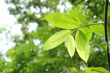 yeşil yaprakları doku doğa arka plan üzerinde