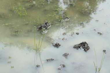 bereketli toprak büyüyen genç bitki