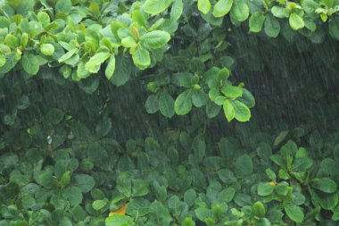 Mevsimlik yeşil yaprak yağmur altında