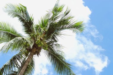 Hindistan cevizi palmiyeleri