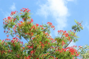 Kırmızı çiçek ile Royal poinciana ağacı
