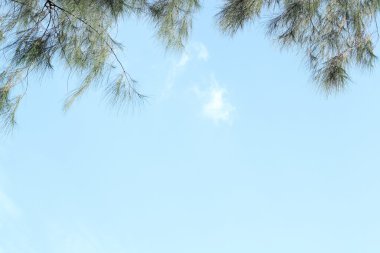 gökyüzü arka plan üzerinde çam yaprakları