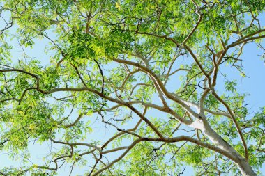 Güneşli bir günde yeşil orman arka planı