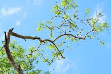Güneşli bir günde yeşil orman arka planı