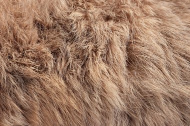 arka plan olarak tavşan kürk