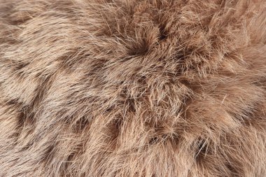 arka plan olarak tavşan kürk