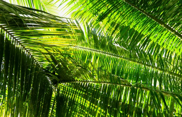 Palm tree branch against the light — Stock Photo, Image