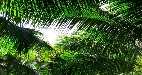 Palm trädgren mot ljuset — Stockfoto