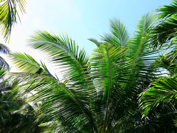 De vertakking van de beslissingsstructuur van Palm tegen het licht — Stockfoto