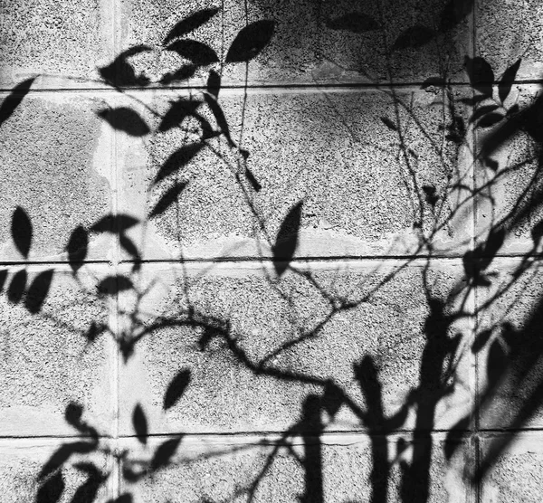 Σκιά των φύλλων στον τοίχο τσιμέντου μπλοκ — Φωτογραφία Αρχείου