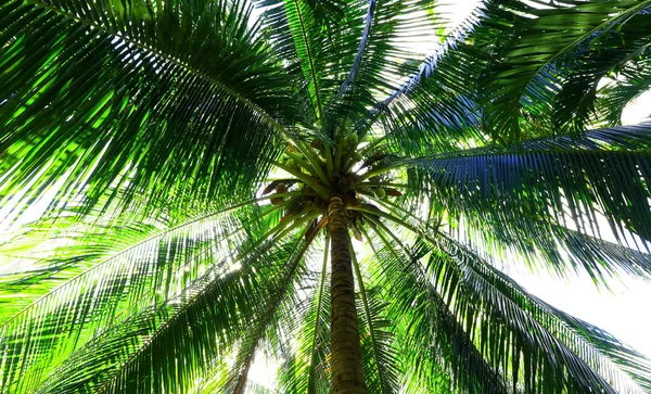 Coconut palm bomen perspectief weergave — Stockfoto