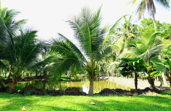 Kokosnöt träd med solljus — Stockfoto