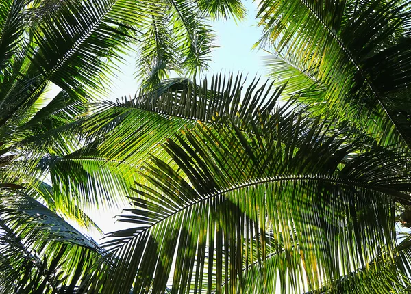 Гілка пальмового дерева на фоні світла — стокове фото