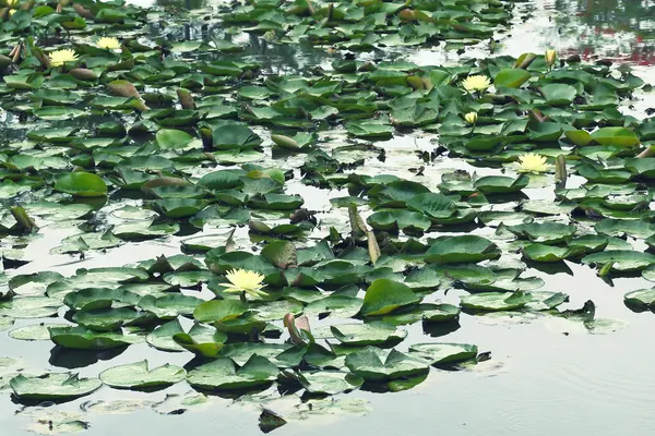 Gul vandlilje og lotus i søen - Stock-foto