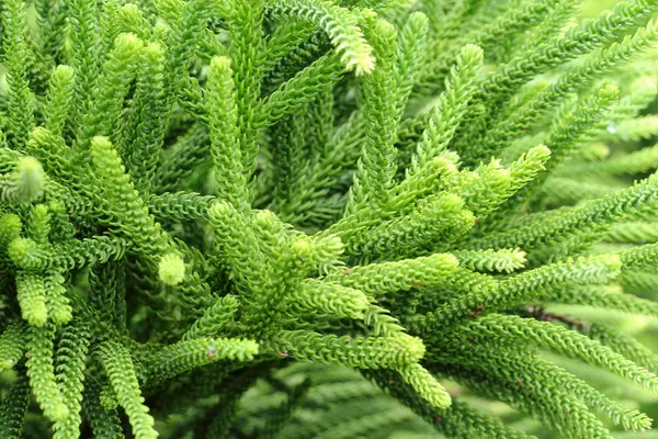 Selaginella tamariscina. green leaves of plant in Asia. — Stock Photo, Image