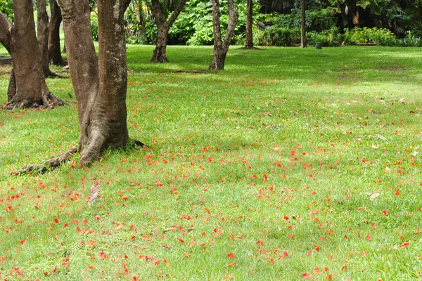 Árboles del bosque de otoño. fondos naturales . —  Fotos de Stock