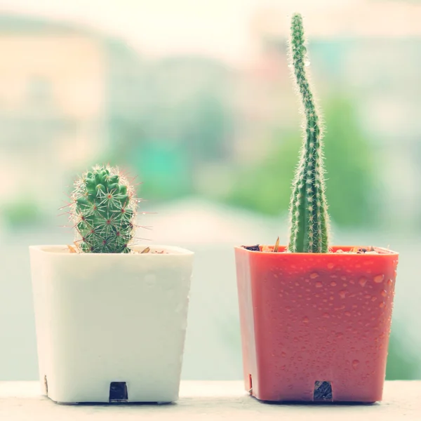 Cactus nei giorni di pioggia — Foto Stock