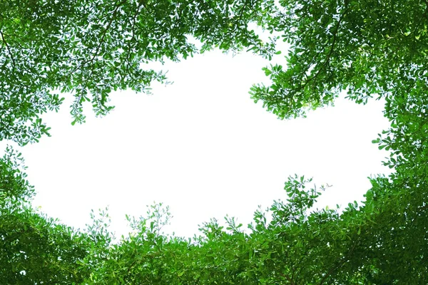 Green forest background in a sunny day — Stock Photo, Image