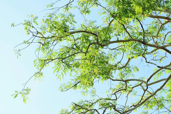 Groene bos achtergrond in een zonnige dag — Stockfoto