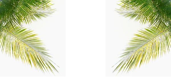 하얀 배경에 분리되어 있는 코코넛 잎 — 스톡 사진