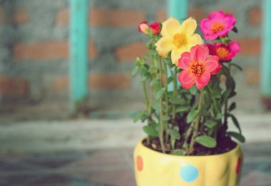 colorful Portulaca flowers in the pot clipart