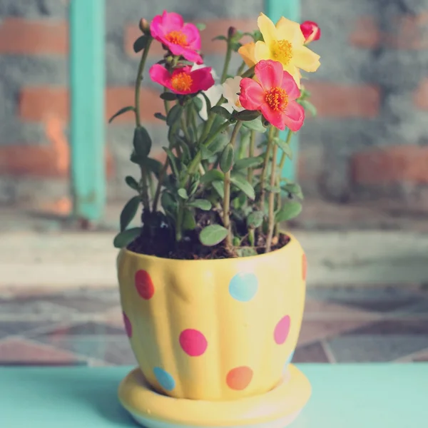 Bunga Escoca berwarna-warni dalam panci — Stok Foto