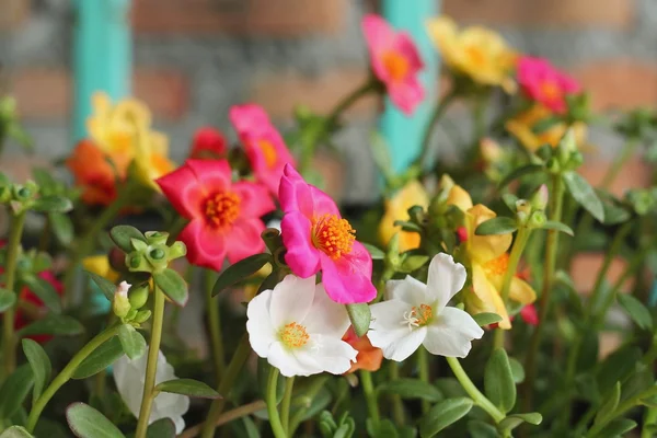 Coloridas flores de Portulaca en la olla —  Fotos de Stock