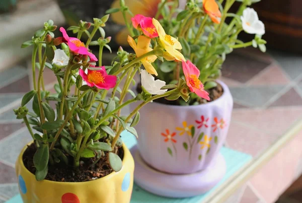 tencerede renkli Portulaca çiçekler