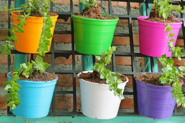 Groene klimop in kleurrijke potten — Stockfoto