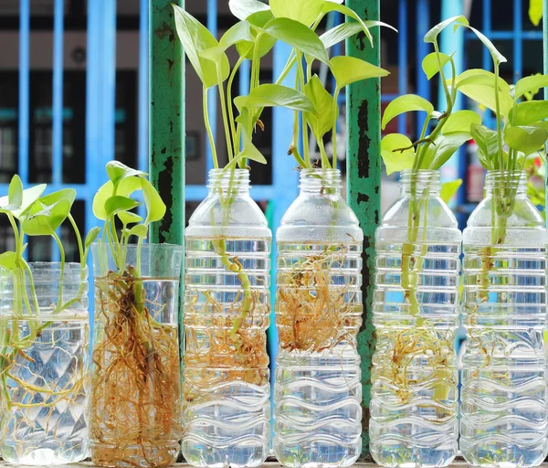 Plastik su şişeleri ağaçlarda