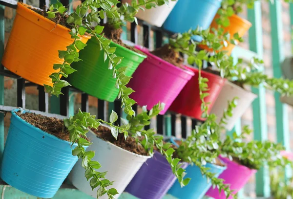 Hera verde em vasos coloridos — Fotografia de Stock