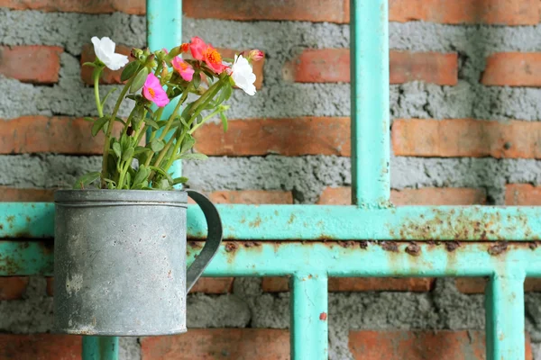 Fleur fraîche dans des pots sur fond de mur sombre — Photo
