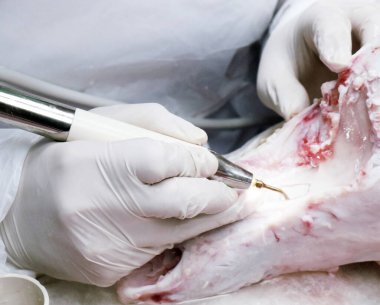 Diş aletleri, hayvan kemikleriyle deney yapmak için çırakların elindedir.