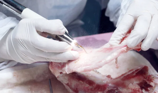歯科用ツールは 動物の骨を実験する訓練生の手の中にあります — ストック写真
