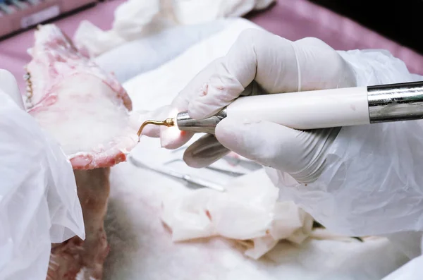 歯科用ツールは 動物の骨を実験する訓練生の手の中にあります — ストック写真