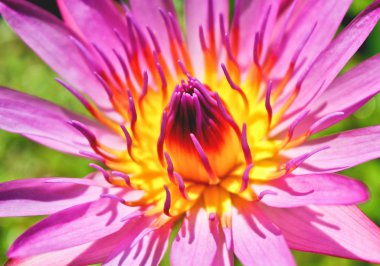 güzel, lotus çiçeği yakın çekim