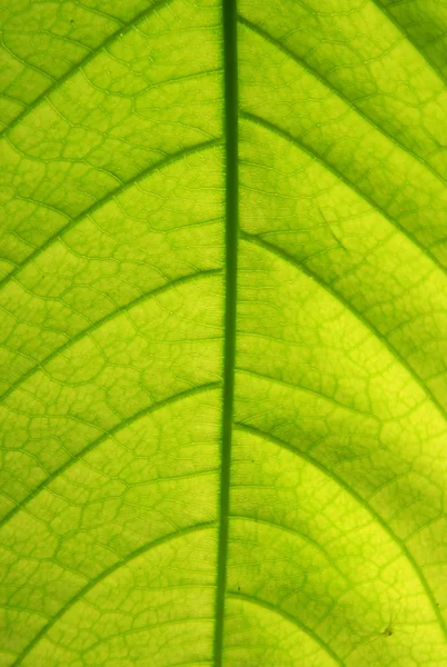 Textura de la hoja —  Fotos de Stock