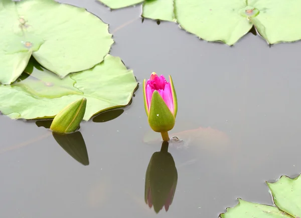 在池塘中的莲花 — 图库照片