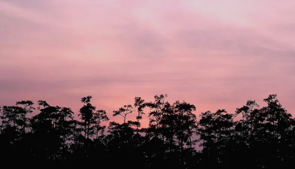 Яркие силуэты заката и деревьев — стоковое фото