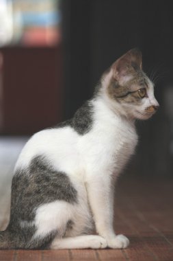 Beyaz arka planda güzel bir kedi