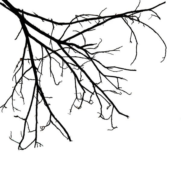 Branches d'arbres isolées sur fond blanc — Photo