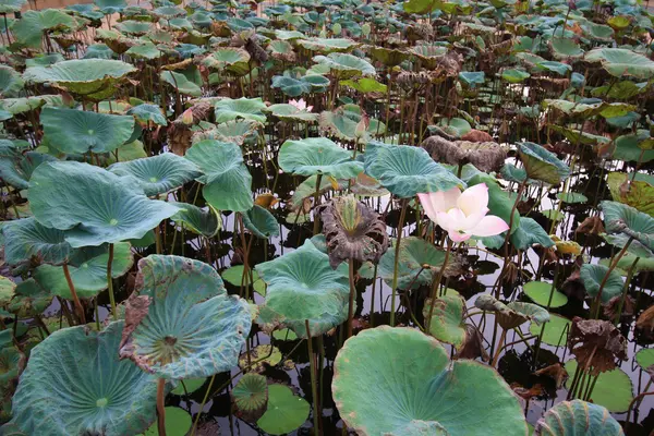 Lotus gölet — Stok fotoğraf