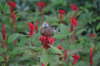 turtledove stands on red flower  clipart