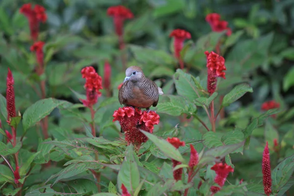 Turtledove står på röd blomma — Stockfoto