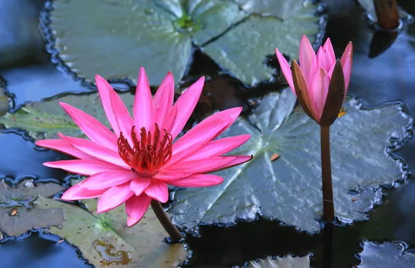 Pink lotus blooming in the tropical garden — Stock Photo, Image